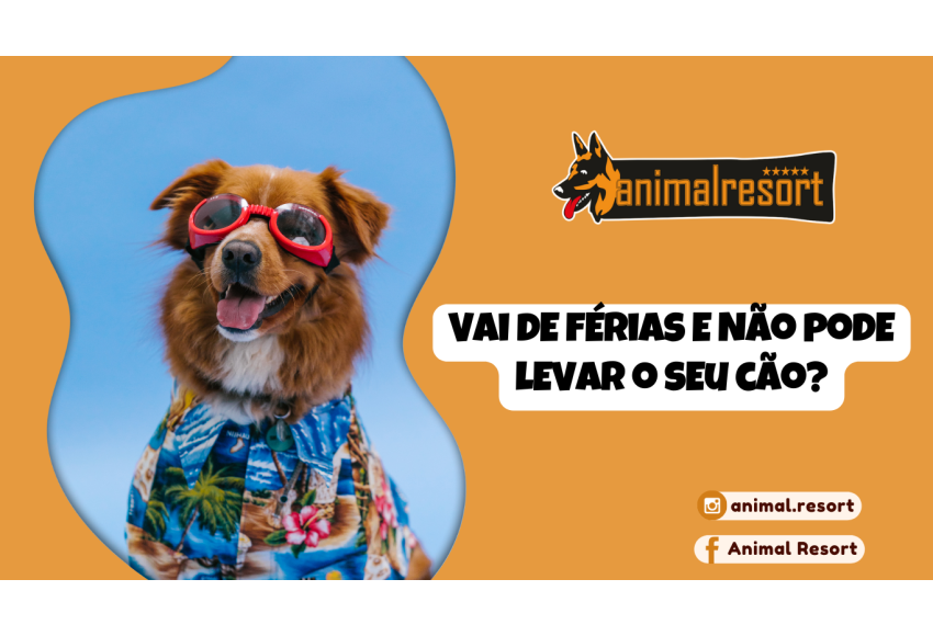 Vai de férias e não pode levar o seu cão?